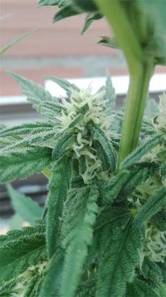 User uploaded image of Critical 47