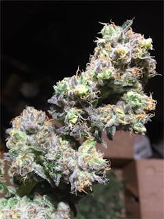 User uploaded image of Critical 47