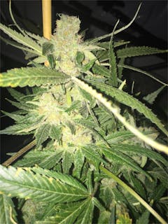 User uploaded image of Critical 47