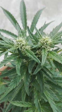 User uploaded image of Critical 47