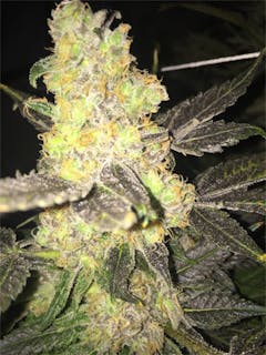 User uploaded image of Critical 47