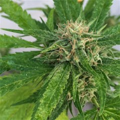 User uploaded image of Critical Bilbo