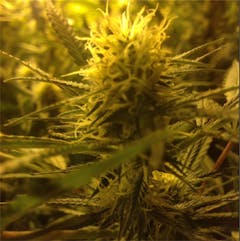 User uploaded image of Critical Bilbo