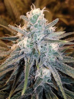 User uploaded image of Critical Cheese