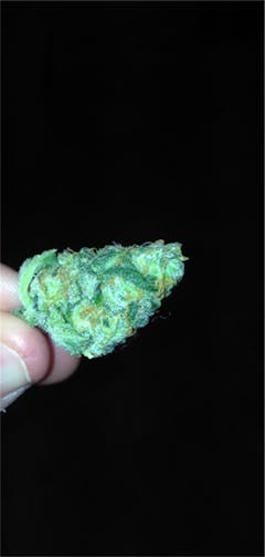 User uploaded image of Critical Cheese