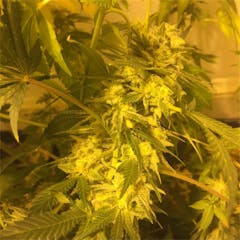 User uploaded image of Critical Cheese