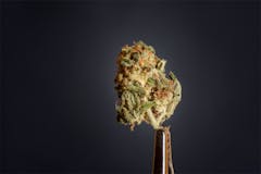 User uploaded image of Critical Cheese