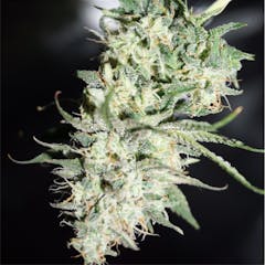 User uploaded image of Critical Cheese