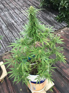 User uploaded image of Critical Cheese