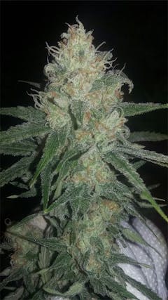 User uploaded image of Critical Haze