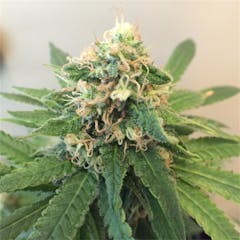 User uploaded image of Critical Hog