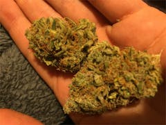 User uploaded image of Critical Hog