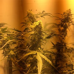 User uploaded image of Critical Jack