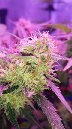 User uploaded image of Critical Jack