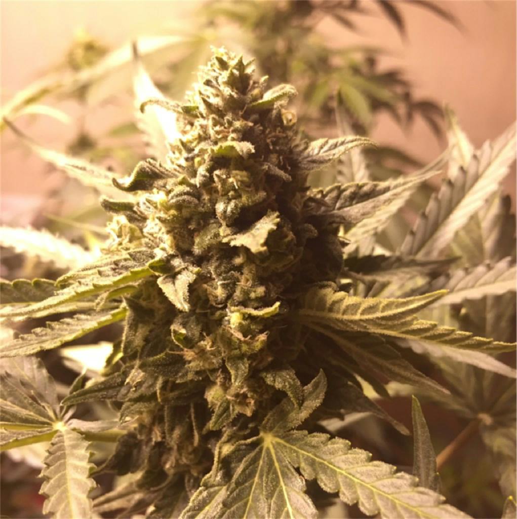 Critical Jack aka Critical Jack Herer Weed Strain Information Leafly