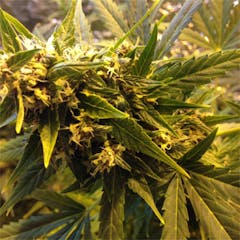 User uploaded image of Critical Jack