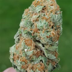 User uploaded image of Critical Kush