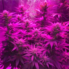 User uploaded image of Critical Kush