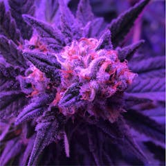 User uploaded image of Critical Kush