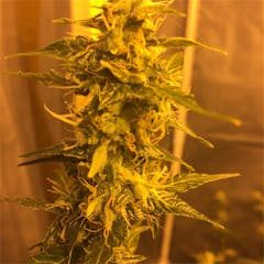 User uploaded image of Critical Mass