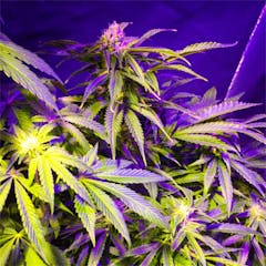 User uploaded image of Critical Mass