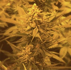 User uploaded image of Critical Plus 2.0