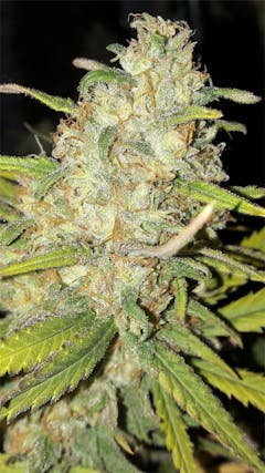 User uploaded image of Critical Plus 2.0