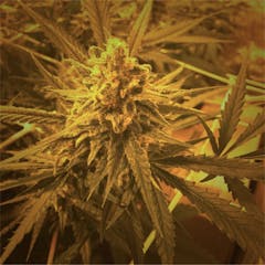 User uploaded image of Critical Plus 2.0