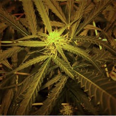 User uploaded image of Critical Plus 2.0