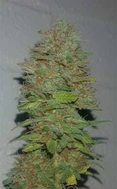 User uploaded image of Critical Plus