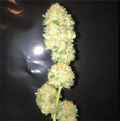 User uploaded image of Critical Plus