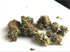 User uploaded image of Critical Plus