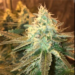 User uploaded image of Critical Plus