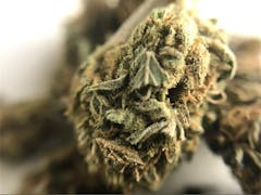 User uploaded image of Critical Plus