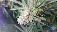 User uploaded image of Critical Plus