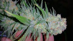 User uploaded image of Critical Sensi Star