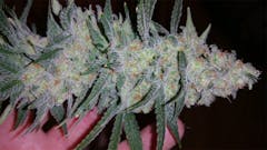 User uploaded image of Critical Sensi Star