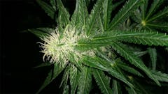 User uploaded image of Critical Skunk