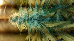 User uploaded image of Critical Skunk