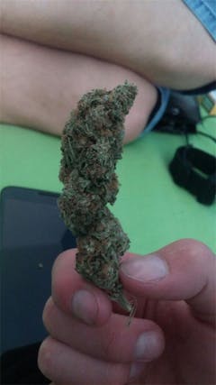 User uploaded image of Critical Skunk