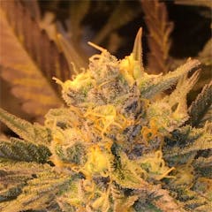 User uploaded image of Critical Widow