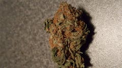 User uploaded image of Critical Widow