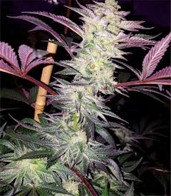 User uploaded image of Critters Cookies