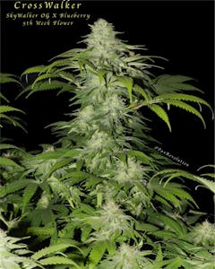 User uploaded image of Crosswalker