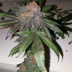 User uploaded image of Crown Royale