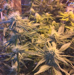 User uploaded image of Crown Royale