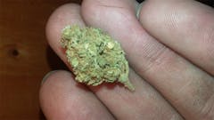 User uploaded image of Crunch Berry Kush