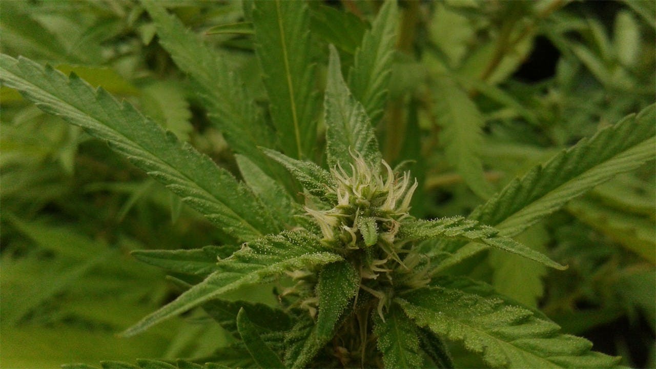 Dairy Queen Weed Strain Information Leafly