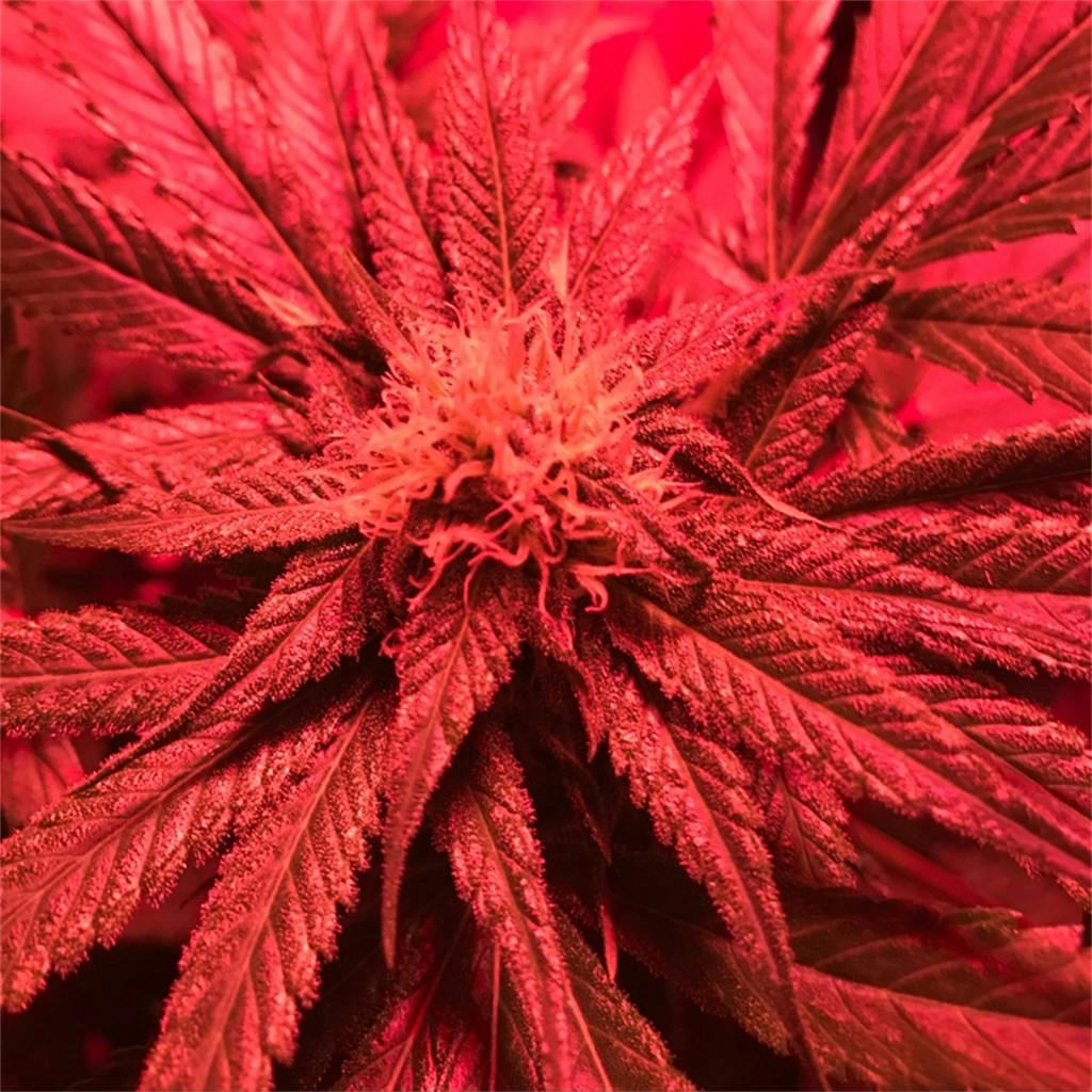 Dairy Queen Weed Strain Information Leafly