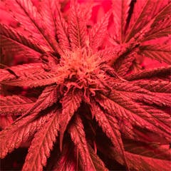 User uploaded image of Dairy Queen